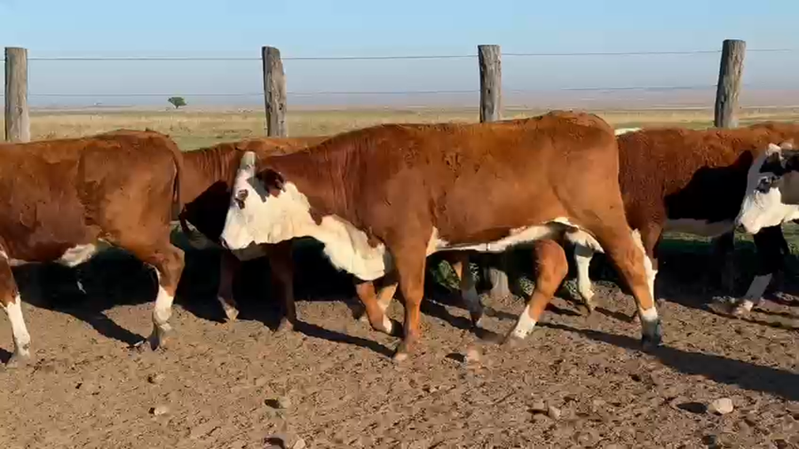 Lote 23 Vaquillonas en Corrientes, Mercedes