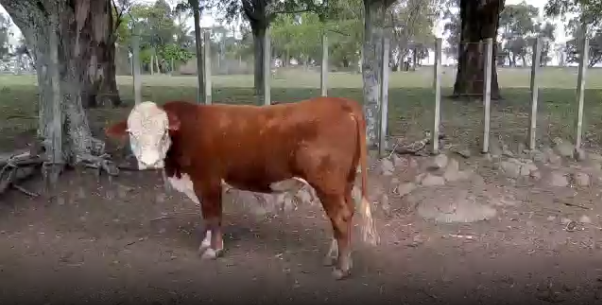 Lote 1 Toros en San José