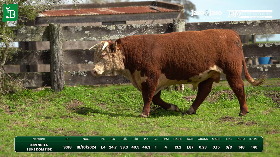 Lote Toros
