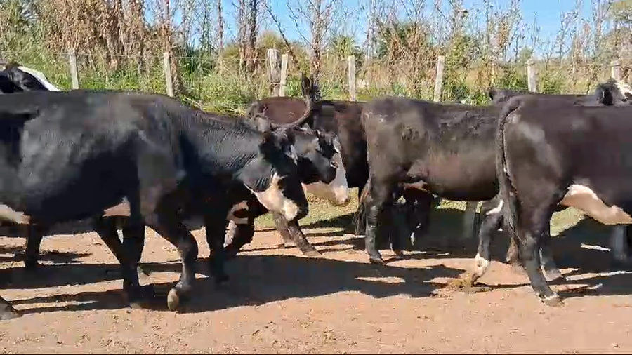 Lote 27 Vaquillonas  a remate en Pantalla Camy en Ruta 2 Km 122