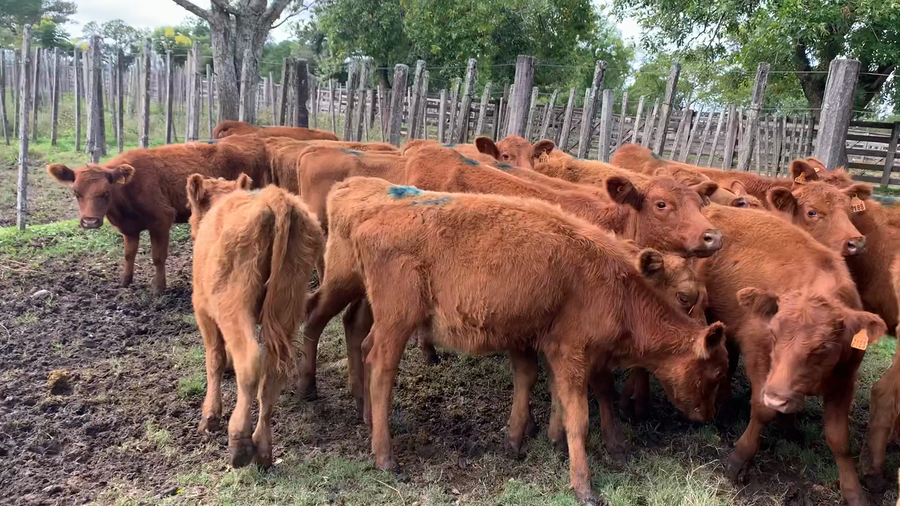 Lote 21 Terneras