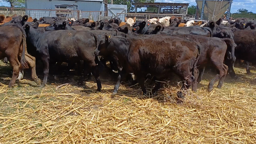 Lote 80 Terneros/as en Villaguay, Entre Ríos
