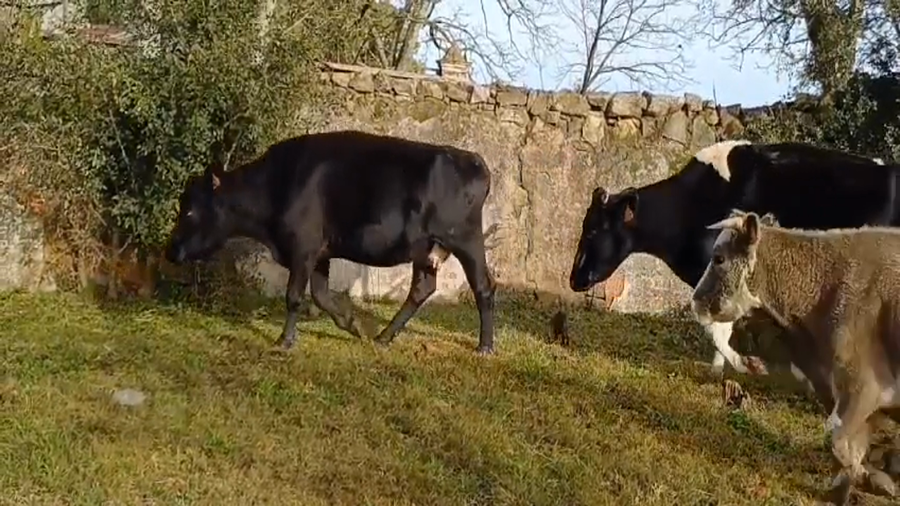 Lote (Vendido)9 Vacas de Invernada Cruza a remate en #45 Pantalla Carmelo  350kg -  en Monzon