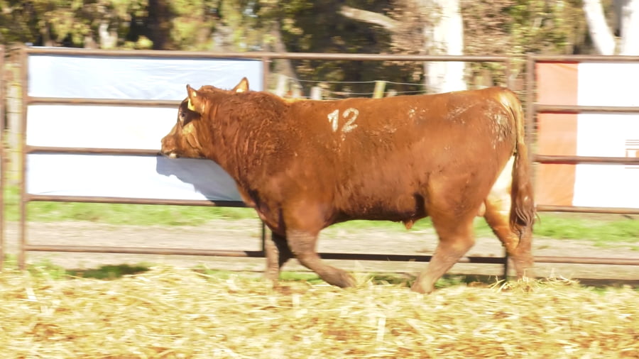 Lote TOROS ANGUS COLORADOS PC