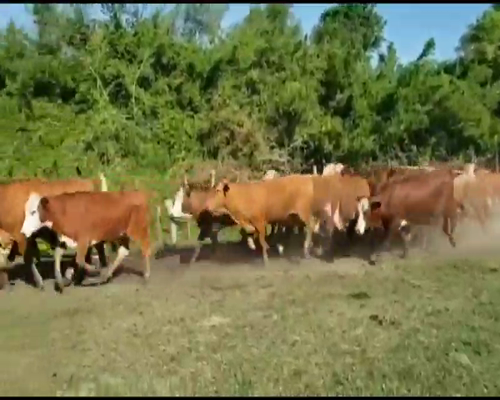 Lote 45 Novillos en San Luis del Palmar, Corrientes