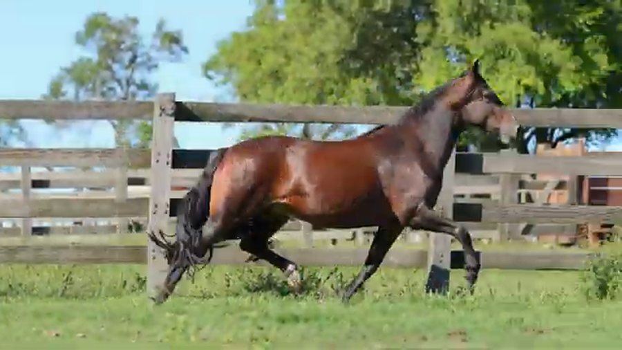 Lote ASTUTA DE LA RESERVA