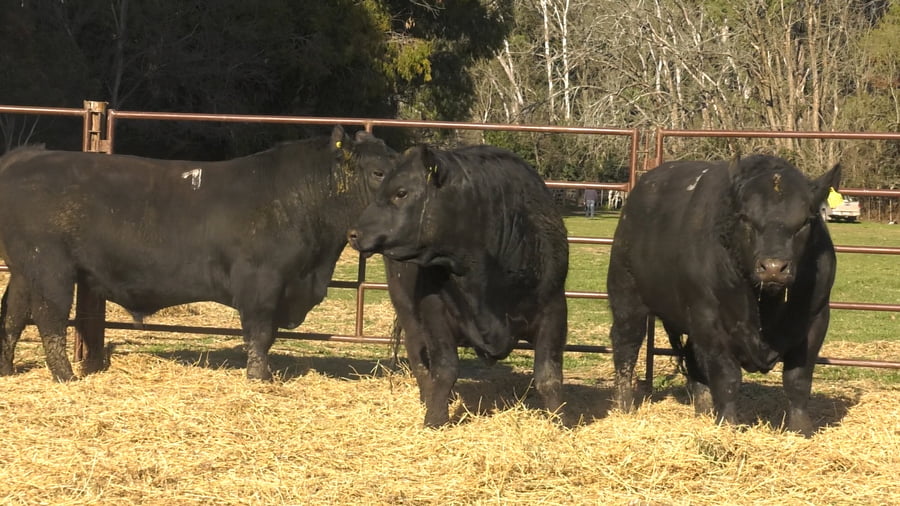 Lote TOROS PUROS DE PEDIGREE