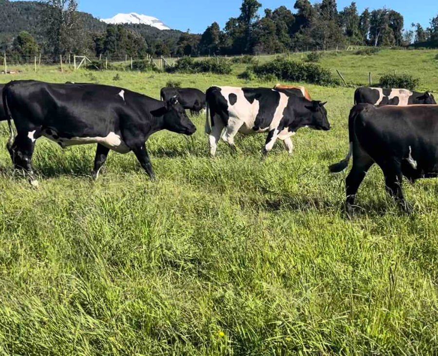 Lote 45 Novillo Gordo en Puerto Varas, X Región Los Lagos