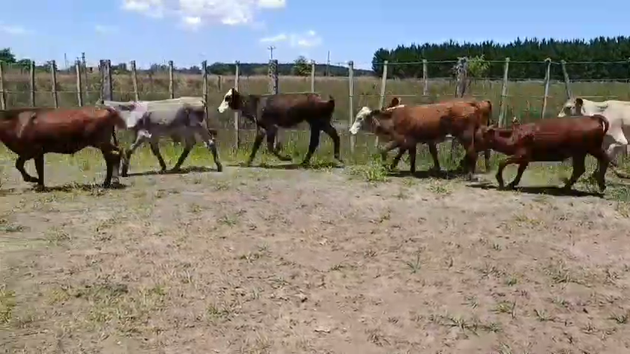 Lote 17 Terneros/as