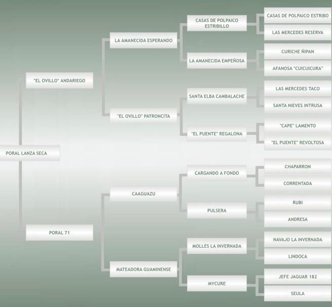 Lote Yegua con un pedigree excepcional