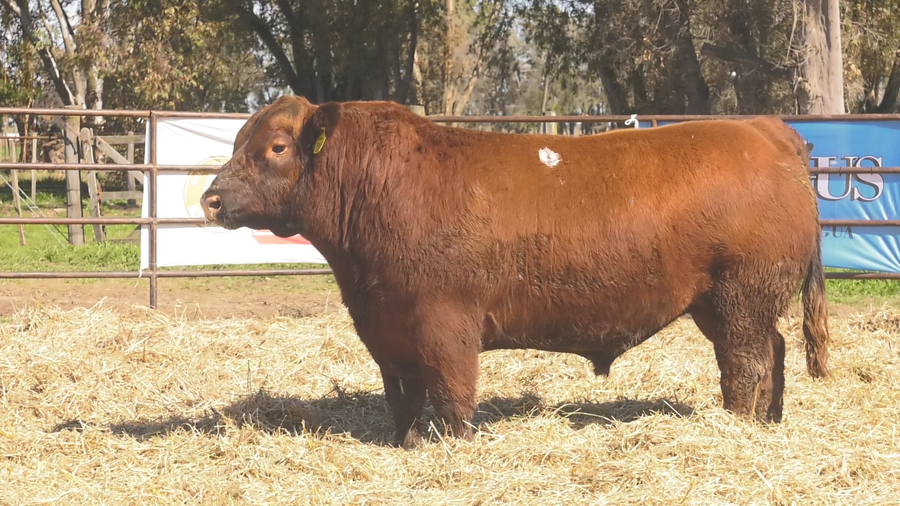 Lote TOROS ANGUS  PP