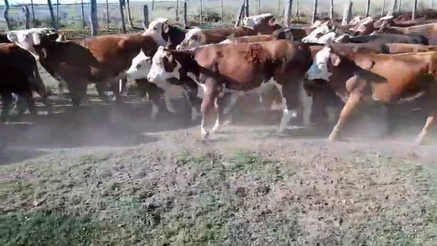 Lote 61 Novillitos y vaquillonas en Villaguay, Entre Ríos