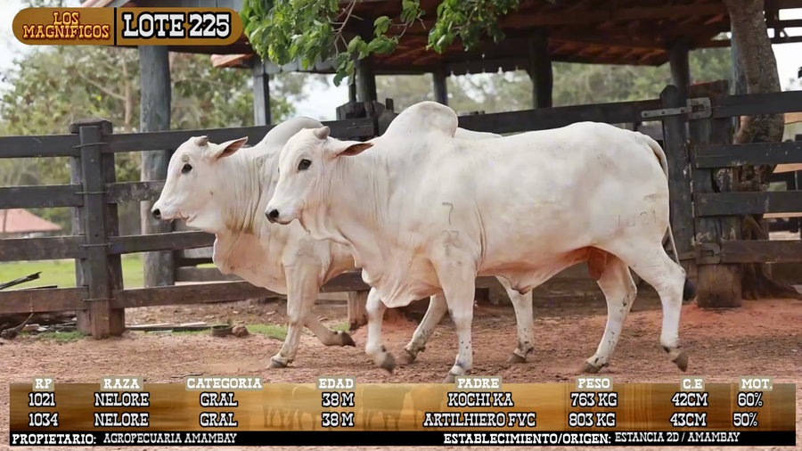 Lote LOTE 225 - VIVO
