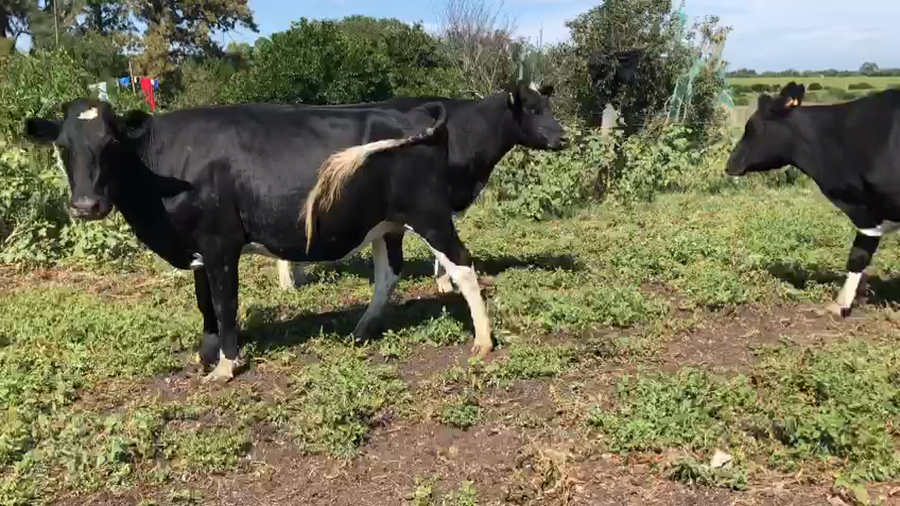 Lote 3 vaquillonas holando proximas