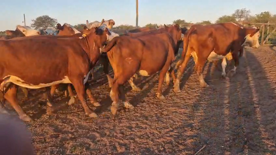Lote 33 Vacas de invernar en Corrientes, Curuzú-Cuatiá