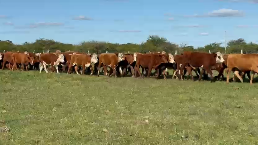 Lote 120 Novillitos en Corrientes, Curuzu Cuatia