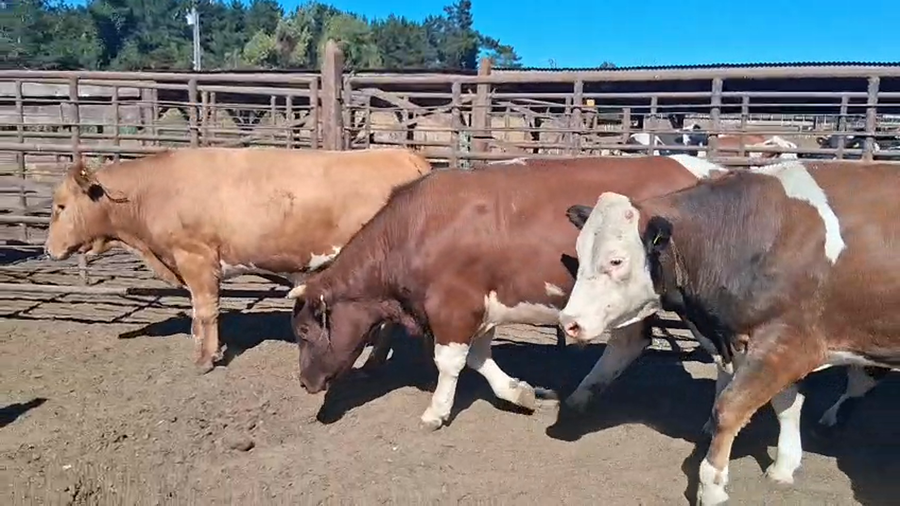 Lote 20 Novillo Gordo en Los Ángeles, VIII Región Biobío