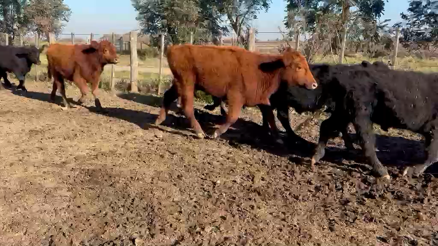 Lote 28 Terneros