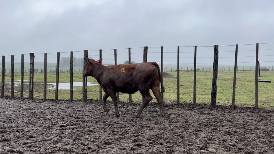Lote VAQUILLONAS 1 a 2 AÑOS