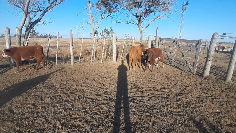 Lote 10 Terneros en Sunchales, Santa Fe