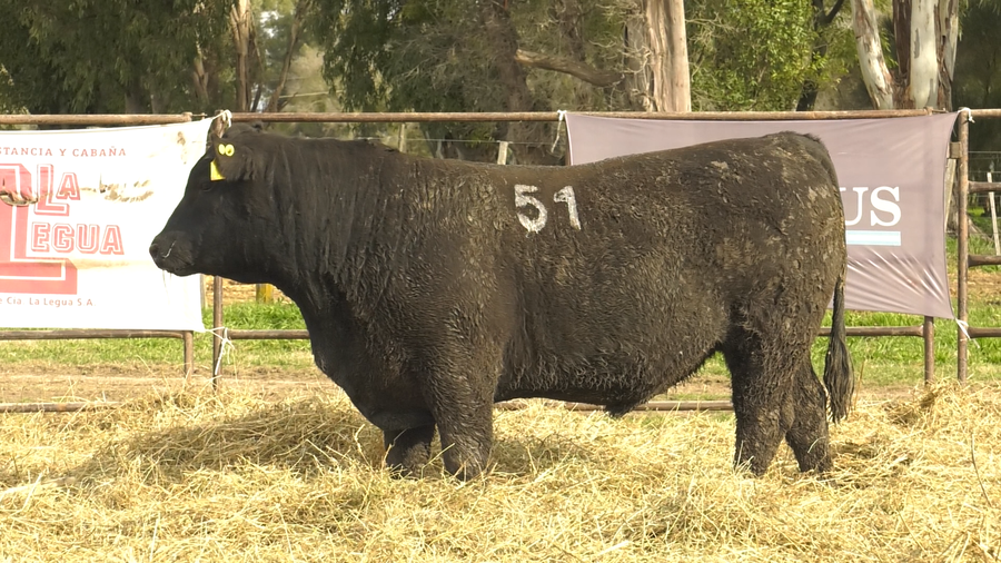 Lote TOROS ANGUS NEGROS  PC