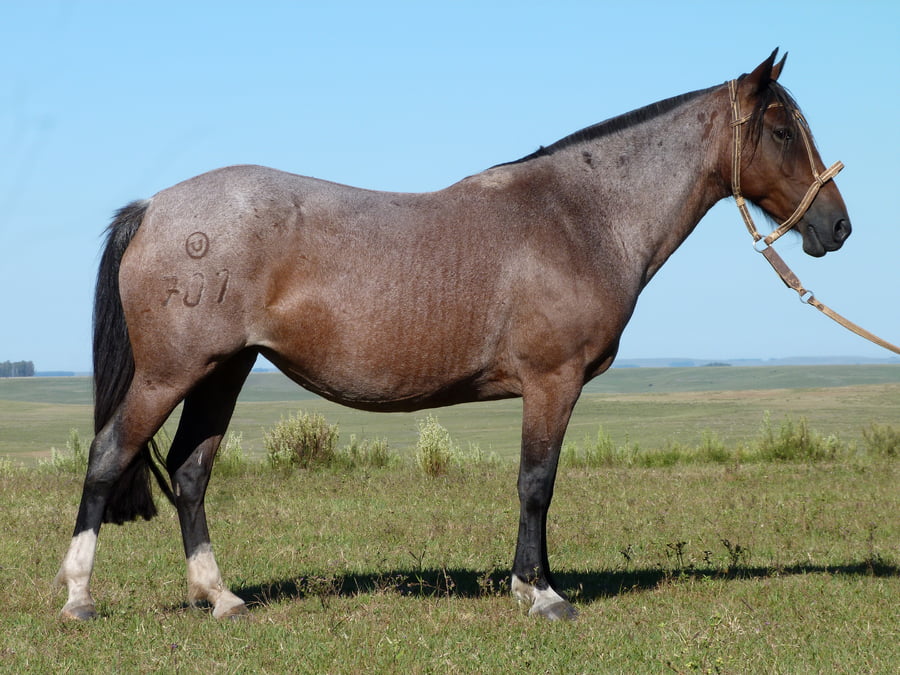 Lote Tarantela Salpay