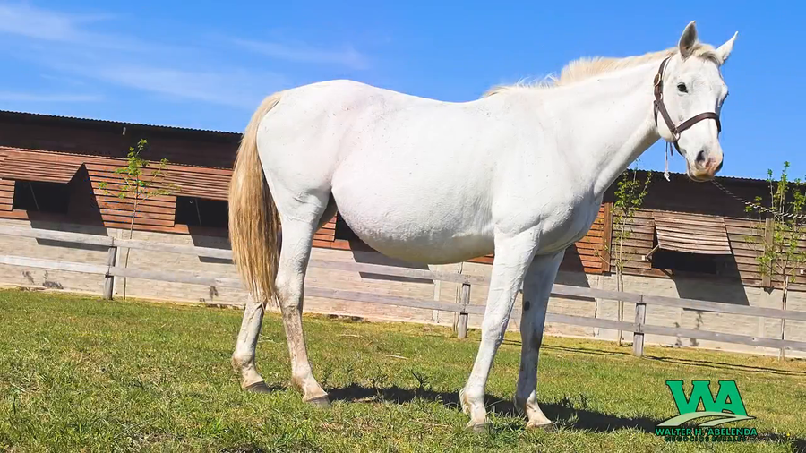 Lote NEWHOUSE (Gb)