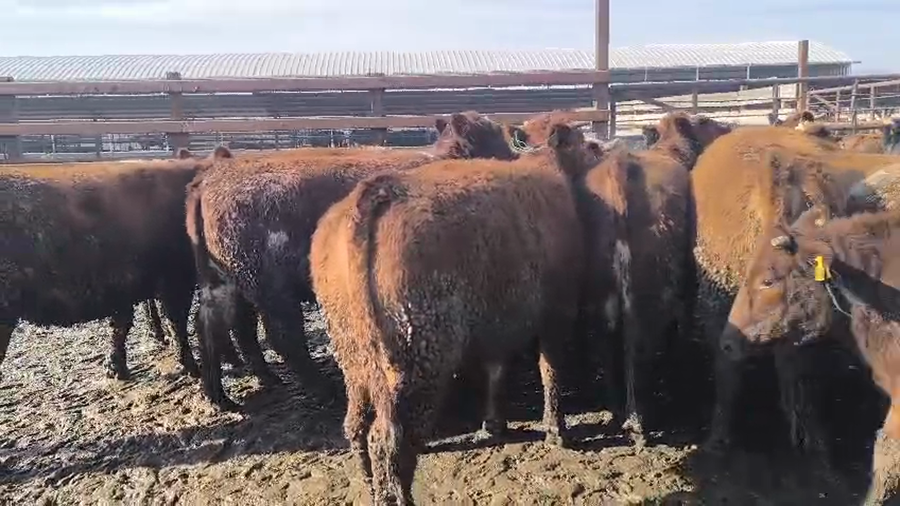 Lote 20 Vaquilla Gorda en Los Ángeles, VIII Región Biobío