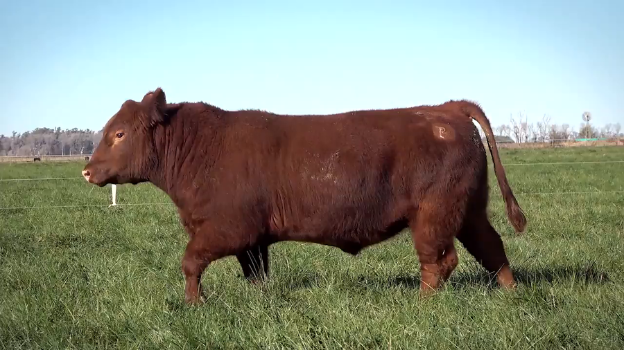 Lote Toros PP y PC a campo con DEPs