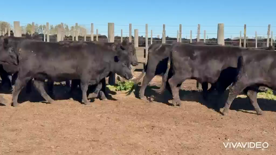 Lote 25 Vaquillonas preñadas