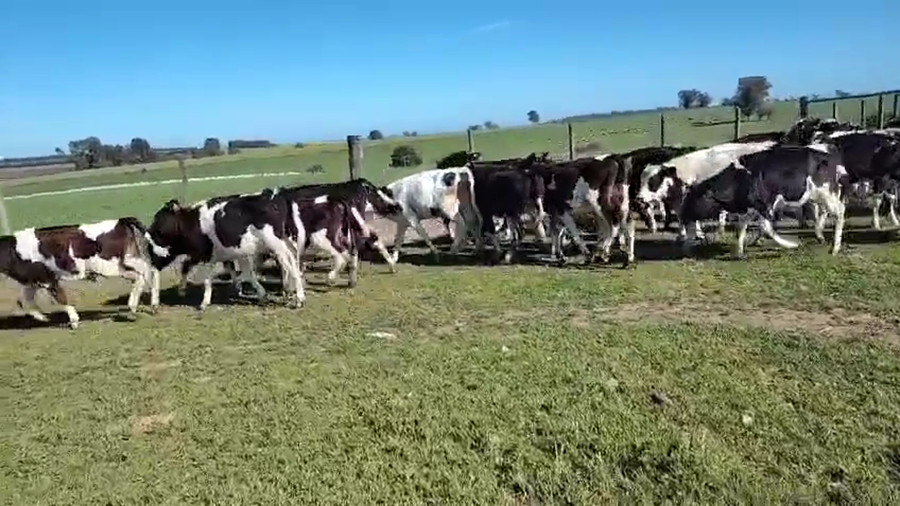 Lote 27 Terneros a remate en Pantalla Camy, San José