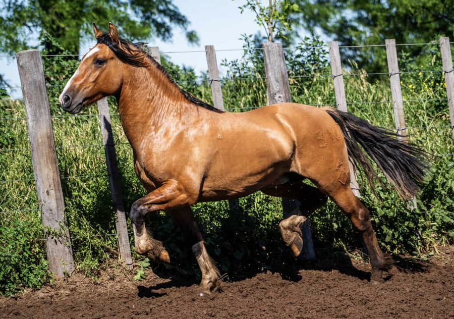 Lote DEL OESTE EPUMER