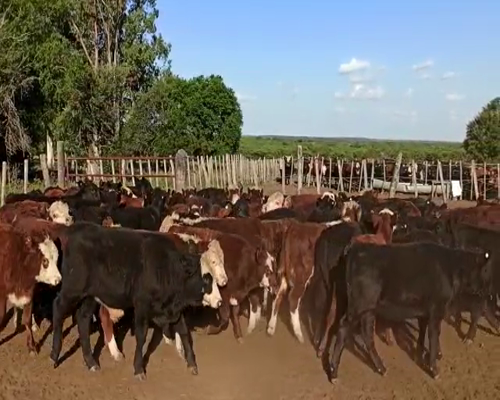 Lote 70 Terneros/as en San Salvador, Entre Ríos