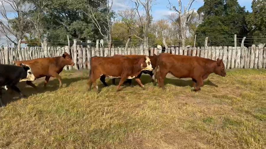 Lote 65 Vaquillonas