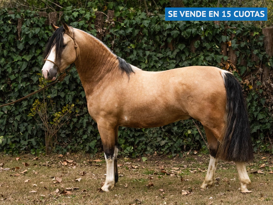 Lote VELETA EL CHARRUA