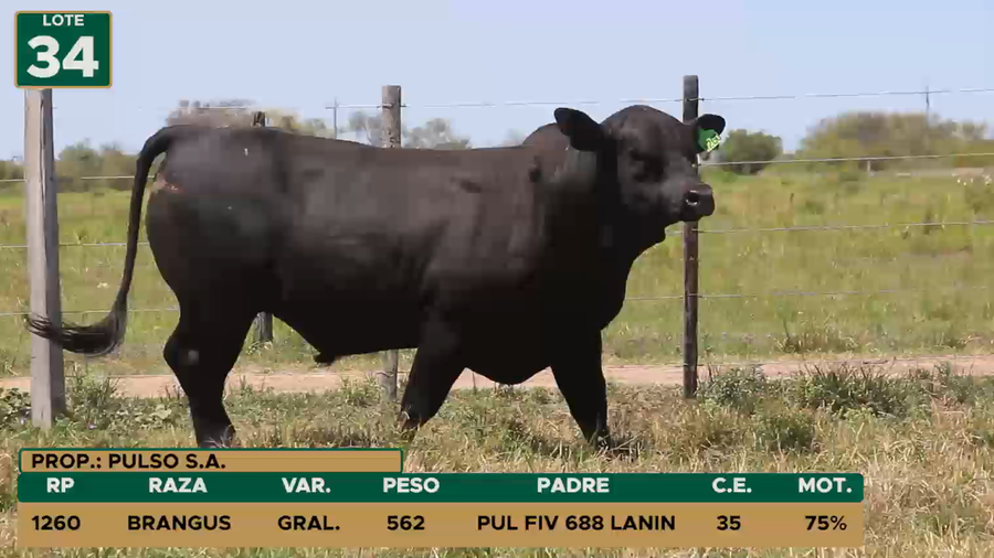Lote TOROS LOTE 34