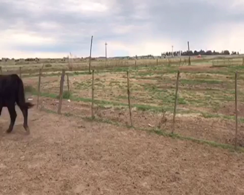 Lote 50 Terneros en Gral. Paz, Buenos Aires