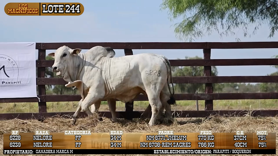 Lote LOTE 244 - VIVO