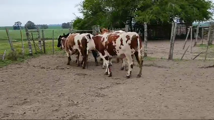 Lote 5 Novillos Raza de carne a remate en Pantalla Camy  en Libertad
