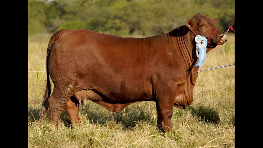 Lote VAQUILLA BRANGUS