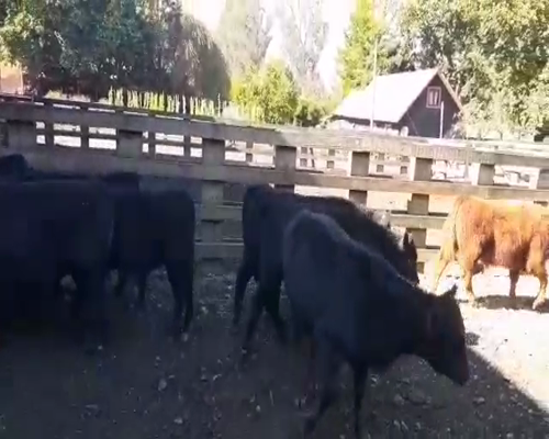 Lote 80 Ternero en Toltén, IX Región Araucanía