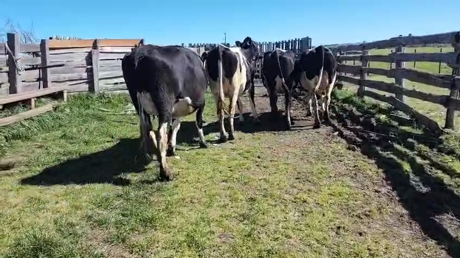 Lote 4 Vaquillonas  a remate en Pantalla Aniversario - Escritorio Camy, San José