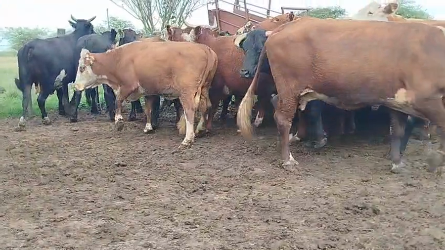 Lote 34 Vacas faena