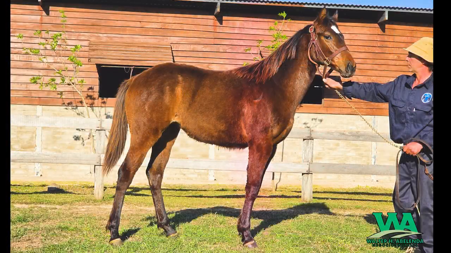 Lote CANDY FLAG