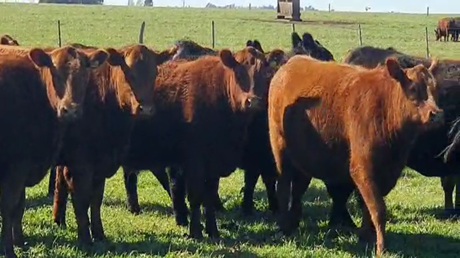 Lote 11 Vaquillonas puras por cruza