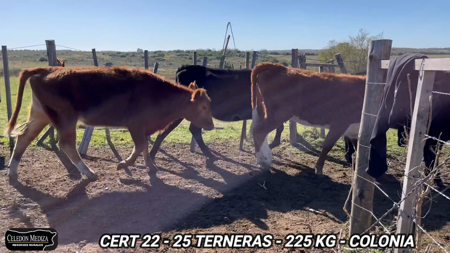 Lote 25 Terneras en Colonia
