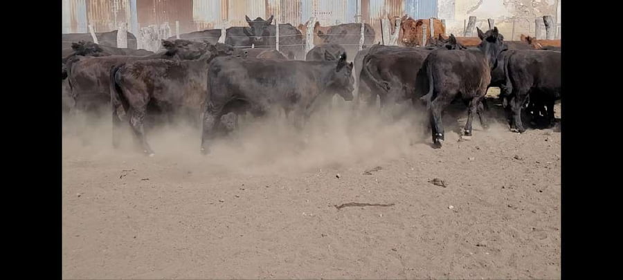 Lote 50 Terneros en Villaguay, Entre Ríos