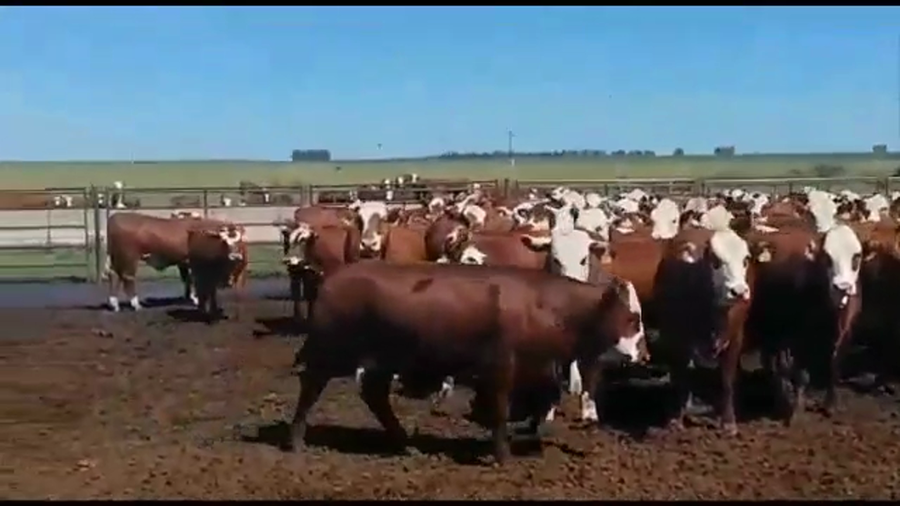 Lote 160 Vaquillonas en Entre Ríos, Concordia