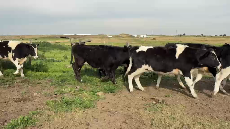 Lote NOVILLOS 1 a 2 AÑOS