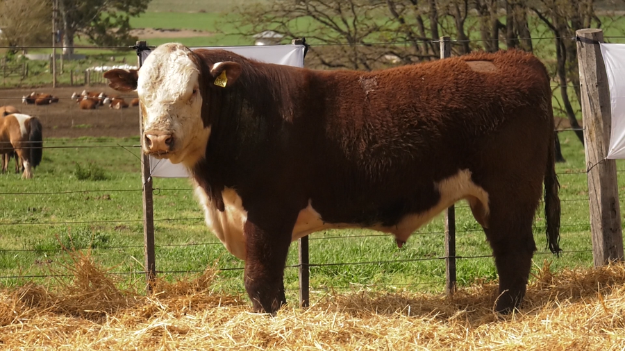 Lote TOROS PUROS REGISTRDOS